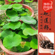 壽禾 開口碗蓮種子水培已開口魚缸植物荷花睡蓮綠植 開口碗蓮種子10粒