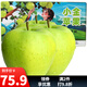 趣覓鮮小金蘋(píng)果正宗四川阿壩州特產(chǎn)金冠蘋(píng)果酸甜新鮮水果藏區高原 8.5斤中果24個(gè)