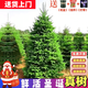 20 Q2025款真的圣誕樹(shù)真樹(shù)挪威云杉樹(shù)盆栽松樹(shù)諾貝松樹(shù)苗客廳綠植香松 【客廳】1.2-1.4米高+配件