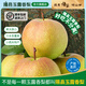 隰縣玉露香梨 【順豐現貨】整箱香梨當季水果山西隰縣小西天特產(chǎn) 孕婦水果送禮 9粒大果（凈重5-6斤）單果80+mm