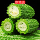 京地達山東新鮮苦瓜 凈重5斤 單果150g+脆嫩微苦 源頭直發(fā)包郵