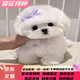 純種比熊幼犬寵物狗狗長(cháng)不大卷毛韓系比熊小型犬 寵物級 韓系 母