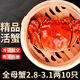 【活蟹】絕對鮮森大閘蟹特大鮮活螃蟹全母蟹現貨中秋送禮湖蟹河蟹 精選大閘蟹*全母蟹2.8-3.1兩10只
