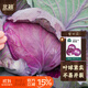北蔬 紫甘藍種子苗結球耐裂紫色包菜卷心菜蔬菜種籽 紫甘藍種子100粒
