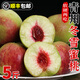 順豐正宗山東濰坊青州蜜桃5斤脆甜桃子新鮮水果當(dāng)季現(xiàn)摘冬雪蜜桃y 1斤【新鮮現(xiàn)摘現(xiàn)發(fā)】