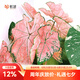 虹越（HONGYUE） 高端綠植彩葉芋盆栽 多品可選室內陽臺客廳裝飾觀葉植物 【KS彩葉芋】“粉色飛濺” 1加侖盆栽