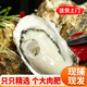 漫圖乳山生蠔新鮮特大生蠔帶殼生蠔鮮活牡蠣生蠔海鮮年貨送人禮盒 3斤裝XXL(約13-15個(gè))