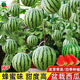 超甜麒麟蜜罐小西瓜種子盆栽小西瓜四季種植陽臺庭院盆栽水果種子 原裝小西瓜種子【4包約】