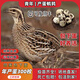 鵪鶉活體黃羽產(chǎn)蛋鵪鶉活苗陽(yáng)臺飼養寵物青年鵪鶉雞活鳥(niǎo)天天下蛋 10只母【包下蛋】