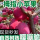 【頭茬-嘗鮮】東北特產(chǎn)雞心果錦繡海棠果當季新鮮水果小蘋(píng)果 5斤帶箱 凈重4.5斤 精品裝單果20g+