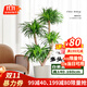 手耕田龍血樹(shù)大型室內盆栽多頭龍須樹(shù)綠植客廳辦公室龍鐵樹(shù)植物造型盆景 大型多頭龍血樹(shù)高140-160cm+白 含盆