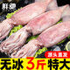 彩海新鮮大魷魚(yú)鮮活水產(chǎn)速凍烏賊冰鮮目魚(yú)尤魚(yú)火鍋燒烤海鮮墨魚(yú)魷魚(yú)須 鮮凍大魷魚(yú) 3斤(凈重)