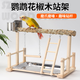 E7 生活鳥(niǎo)站架花椒木虎皮牡丹玄鳳鸚鵡站架腳鏈爬梯磨爪實(shí)木站棍互動(dòng)平臺 花椒木站架