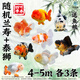百綸木千蘭壽金魚(yú)小魚(yú)觀(guān)賞魚(yú)淡水魚(yú)錦鯉泰獅金魚(yú)冷水魚(yú)活體國粹蝶尾小金魚(yú) 【精品隨機】4-5cm 小蘭壽+小泰獅 各3共6條送魚(yú)糧