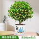貴冠桂花樹(shù)苗四季桂花盆栽室內原生帶花金桂丹桂庭院大樹(shù)濃香花卉綠植 【盆栽/地栽】四季桂花高50cm2棵+送催花肥【四 不含盆