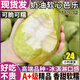 粵迎白心芭樂(lè)軟糯黃金奶油芭樂(lè)新鮮冰激凌番石榴果園福建香甜多汁 5斤精選果【香甜軟糯】?jī)?.5斤