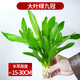 寵小俠水草植物魚(yú)缸真草造景生態(tài)全套擺件養魚(yú)增氧鋪底陰性水培凈化綠植 （特惠款）綠九冠一顆