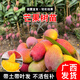 君揚廣西芒果樹(shù)苗 青皮芒果嫁接苗臺農貴妃澳芒 家庭盆栽金煌桂七凱特 紅貴妃芒果苗 三年苗80-100CM高(帶土帶葉)