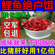 巨物斬黑坑鯉魚(yú)專(zhuān)用餌料血蠶四季通用爆護不斷濃腥爆護蠶蛹秘制配方小藥 【秘制配方血蠶 爆護不斷】 【血蠶】1瓶試用裝