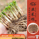 壽禾 韭菜根苗寬葉多茬盆栽蔬菜苗 四季韭菜根100棵帶肥源頭直發(fā)包郵