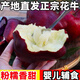 教蔬鮮生 [新鮮直達】甘肅天水10斤新鮮當季嬰兒寶寶水果紅蛇果整箱粉面1500g中果