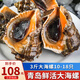 海宏盈【活鮮】 青島大海螺鮮活 1500g 海鮮貝類(lèi)生鮮 大規(guī)格共13-18只 1500g