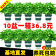 綠有意綠蘿盆栽除甲醛室內(nèi)好養(yǎng)花卉植物綠蘿批發(fā)辦公室新房裝修凈化空氣 120#綠加侖吸水盆10盆+4肥 帶盆帶土發(fā)貨