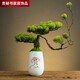 貴秘書(shū)中式客廳花瓶仿真迎客松綠植造景擺件仿真樹(shù)室內盆栽玄關(guān)桌面裝飾 D款美人松