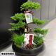 芙洛拉花園【兩小時(shí)達】五層塔松盆栽送導師青松綠植喬遷生日開(kāi)業(yè)重陽(yáng)節禮物 萬(wàn)事青松【精致造景五層塔松盆景】 送老師推薦