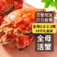 【活蟹】乾澄大閘蟹現貨 全母2.0-2.3兩 10只 鮮活螃蟹六月黃生鮮海鮮中秋禮品禮盒裝