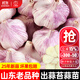 大禹大蒜種子老品種紫紅皮大祘頭批發(fā)蒜種蒜頭山東正宗香蒜出蒜苔蒜苗 蒜頭大蒜種子500g【出蒜苔蒜苗】