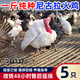二斤重尼古拉火雞活苗批發(fā)半大青銅火雞脫溫苗散養(yǎng)白火雞苗包活 0.8-1斤重尼古拉  5只【1公4母】