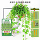 通沭常春藤四季常青爬藤植物新房除甲醛凈化空氣30-50cm1盆源頭直發(fā)