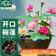 壽禾 碗蓮種子苗荷花水培無(wú)土栽培花種籽 濰育壽藝開(kāi)口碗蓮種子30粒*2