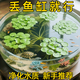 森悠（SARYOR）圓心萍水培植物凈化水質(zhì)室內魚(yú)蝦龜缸造景好養活浮萍水草植物花卉 圓心萍5顆-適合小魚(yú)缸