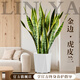 臨雅特級金邊虎皮蘭客廳沙發(fā)旁大盆栽新房吸甲醛室內大型綠植物辦公室 【旗艦款】金邊虎皮蘭0.7-0.8m+鉆石盆