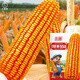 大禹鄭單958玉米種子國審產(chǎn)高矮大棒雜交抗旱抗倒官方正品矮桿包谷 國審鄭單958玉米種子500g