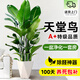 卉優(yōu)南洋杉圣誕樹(shù)天堂鳥(niǎo)幸福樹(shù)綠蘿盆栽客廳辦公室內除甲醛大型綠植 精品天堂鳥(niǎo)1.5-1.6m 不含盆-培育盆