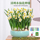 行湘水仙花種球水培綠植 水仙大球5個(gè)(周長(cháng)18-22cm)+青陶瓷盆源頭直發(fā)