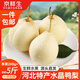 京鮮生河北特產(chǎn)水晶鴨梨 凈重5斤 單果200g+ 生鮮水果 源頭直發(fā)一件包郵
