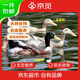 京覓縉云麻鴨地標生鮮老麻鴨+仔麻鴨生態(tài)散養土鴨每只2斤源頭直發(fā)