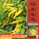 壽禾 小米辣椒種子種苗超辣秋季家庭種植蔬菜種籽 濰豐小米辣種子60粒