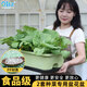 歐林澤2套oliz種菜專(zhuān)用盆專(zhuān)用箱陽(yáng)臺長(cháng)方形家用蔬菜種植箱樓頂花盆花箱
