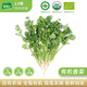 有機匯香菜 芫荽 香料食材 新鮮采摘 有機蔬菜基地 調味沙拉蔬菜 250g