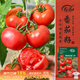 壽禾 番茄種子苗大紅果西紅柿蔬菜種籽 濰育紅冠1號大紅番茄種子80粒