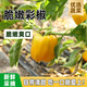 密之藍天現(xiàn)摘現(xiàn)發(fā) 農(nóng)家種植七彩椒400g新鮮蔬菜甜椒燈籠椒紅辣椒 400g