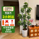 臨雅[同城配送]開(kāi)業(yè)送禮步步高發(fā)財樹(shù)天堂鳥(niǎo)盆栽室內高端大型綠植花卉 特級鴨腳木1.5-1.7米【瓷盆可選】