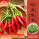 壽禾 蔬菜苗活苗帶土發(fā)貨大全菜苗種苗秋冬各種秧苗山東壽光苗子陽(yáng)臺(tái) 簇生紅小米朝天椒苗 6棵