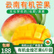 彩虹雨【廠(chǎng)商直發(fā)】 云南有機芒果金煌新鮮現摘有機生鮮水果基地直發(fā) 有機芒果6斤（金煌芒果）