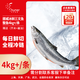 純爾挪威冰鮮三文魚(yú)整條(8斤以上)/條 生食刺身 源頭直發(fā)包郵中秋送禮